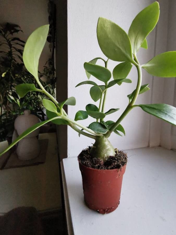 Hydnophytum 3