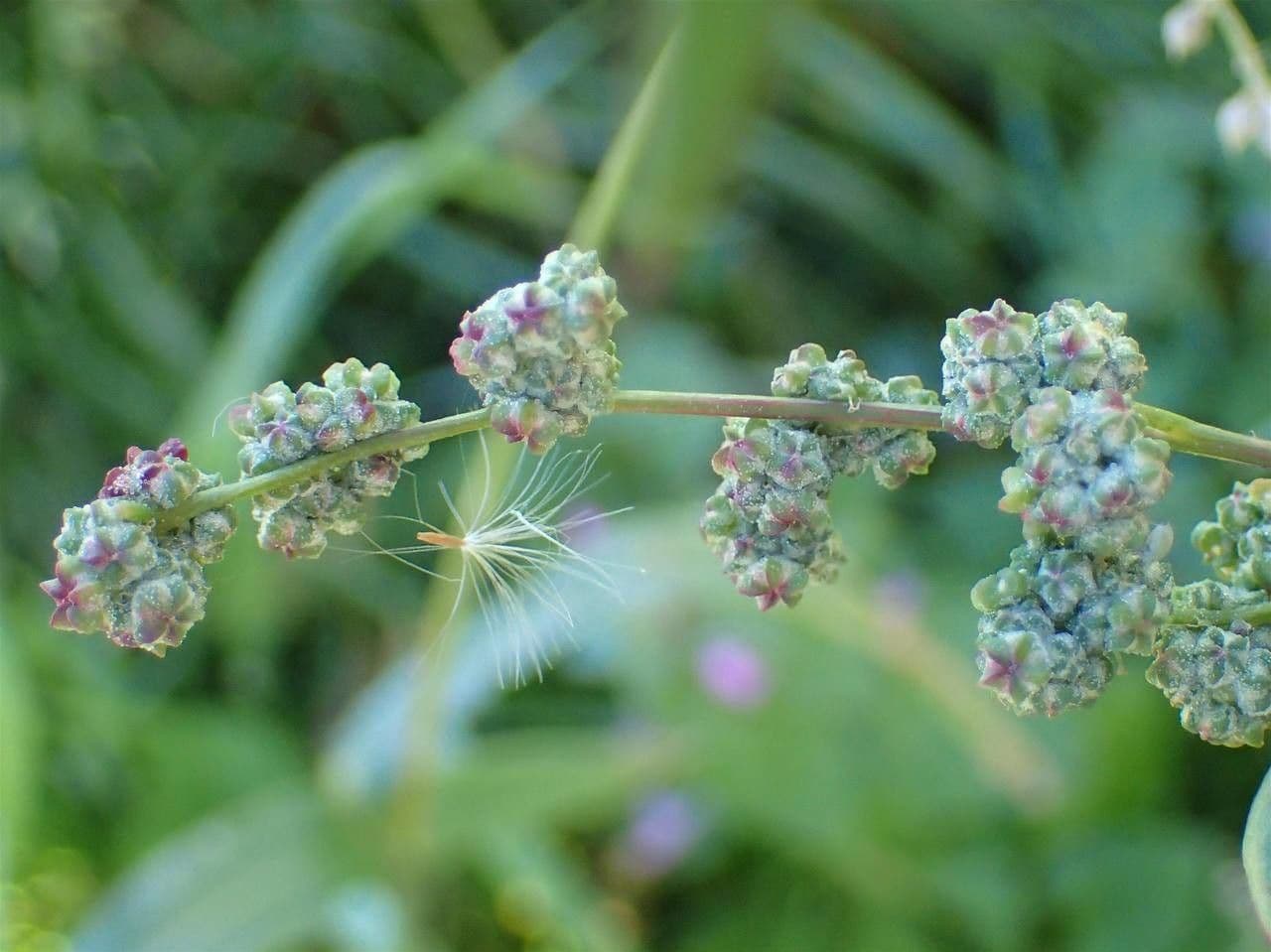 Chenopodio rigido 13