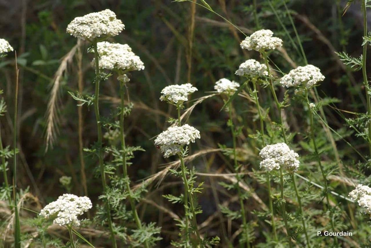 Achillea ligustica 13