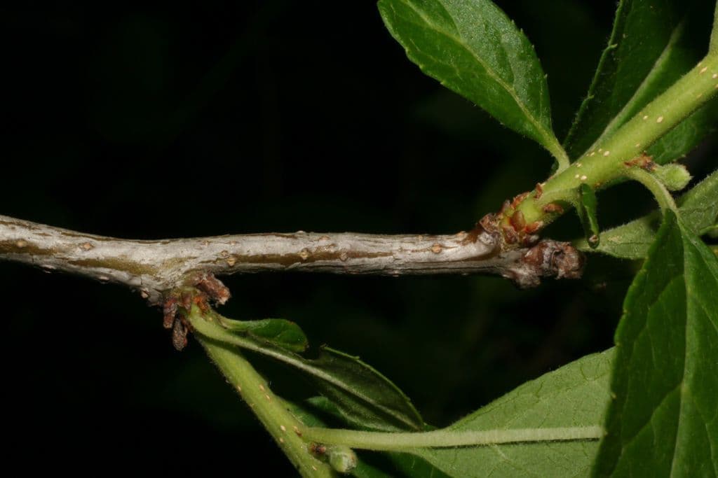 Houx verticillé 21