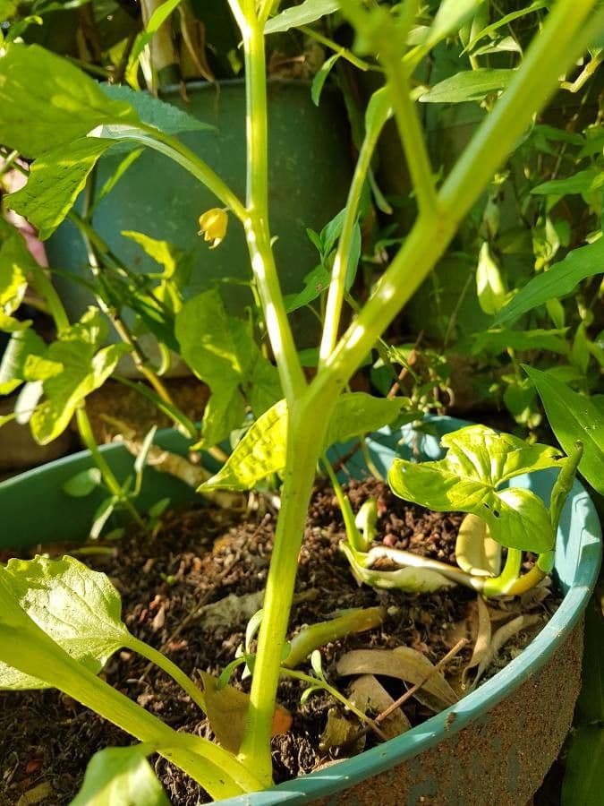 Tomatillo 23