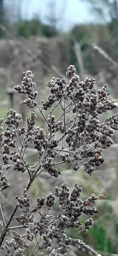 Oregano
