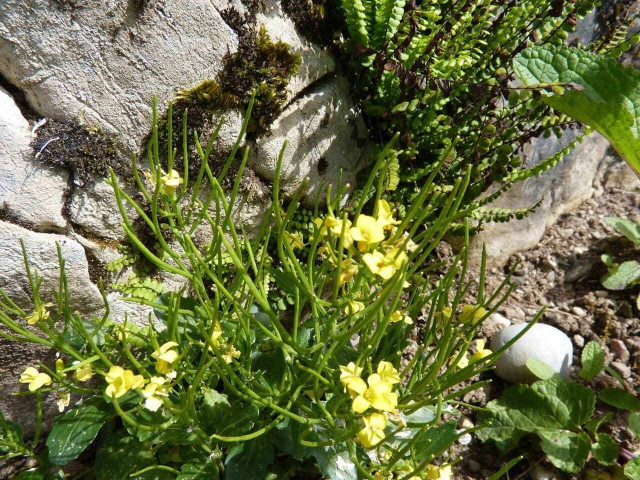 Barbareakresse