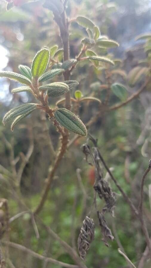 Brachyotum ledifolium 8