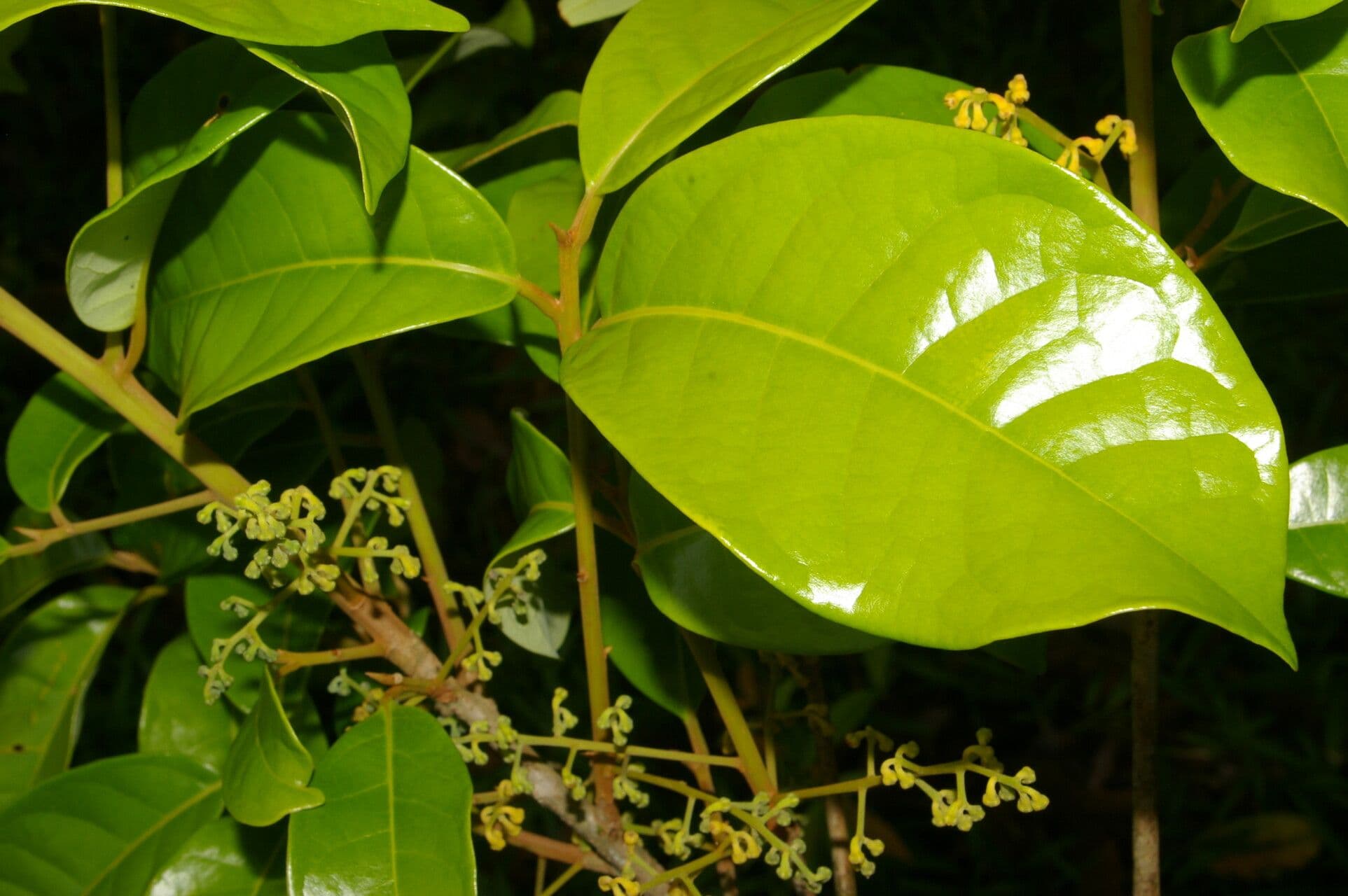 Aniba 5
