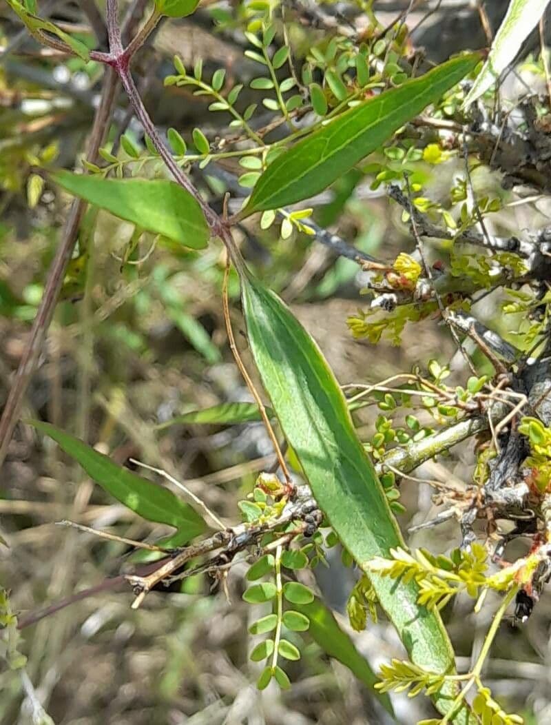 Clematis campestris 10
