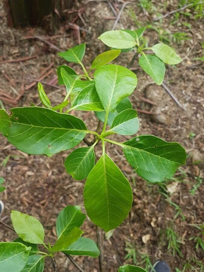 Calycophyllum spruceanum 7
