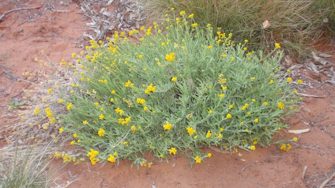 Elicriso 9
