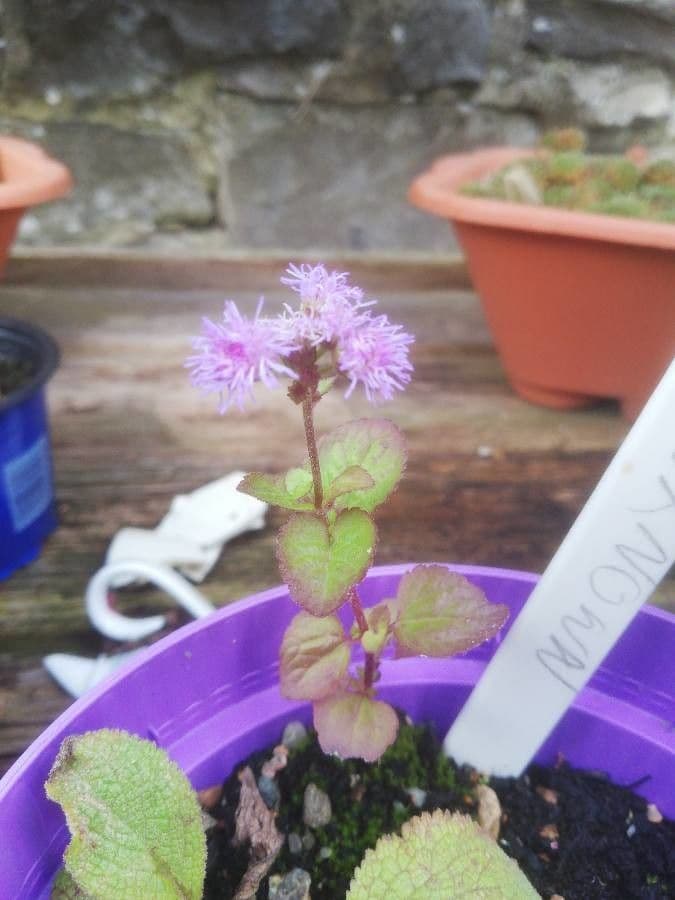 Eupatorio azul 14