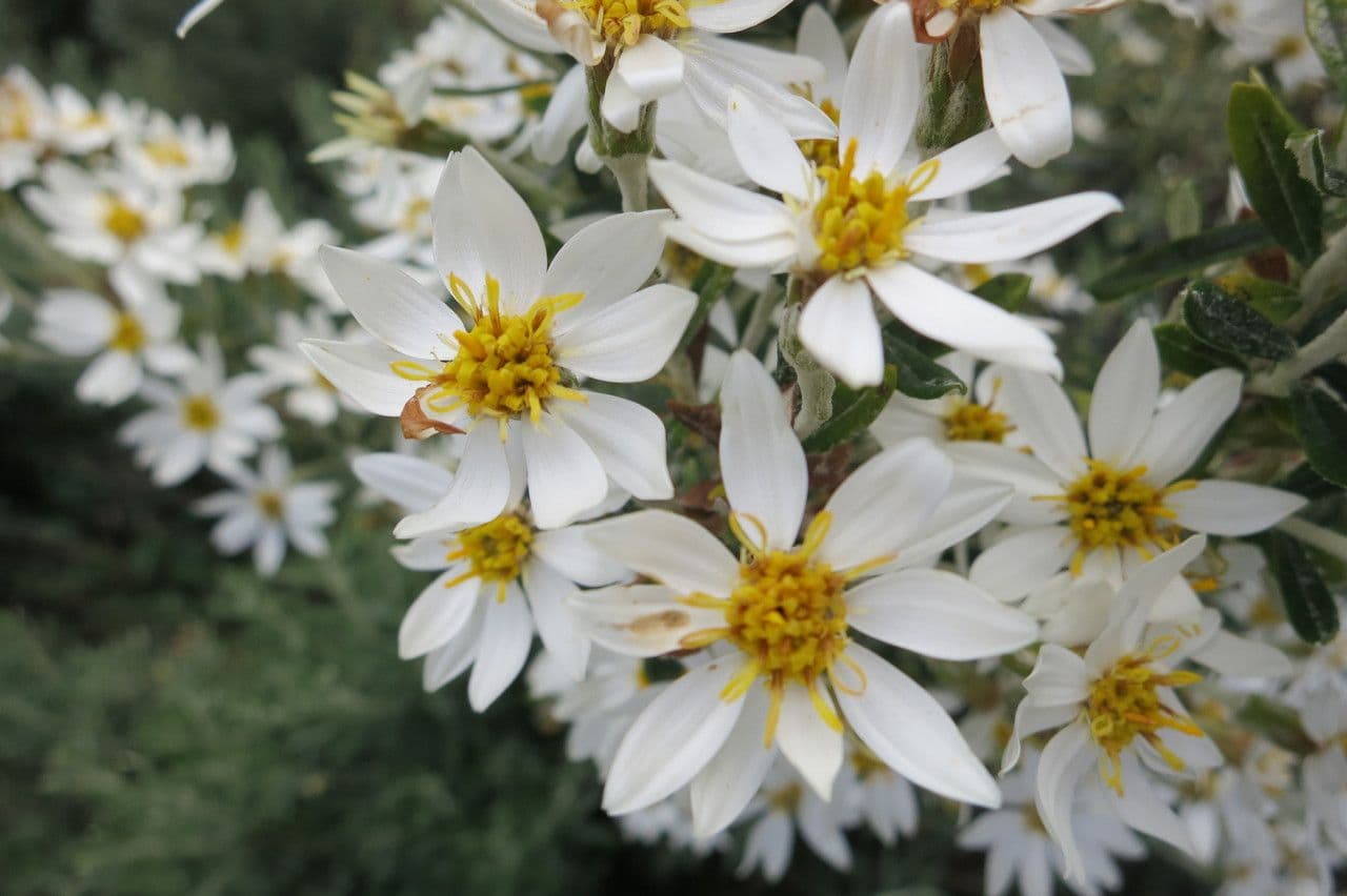 Chiliotrichum 5