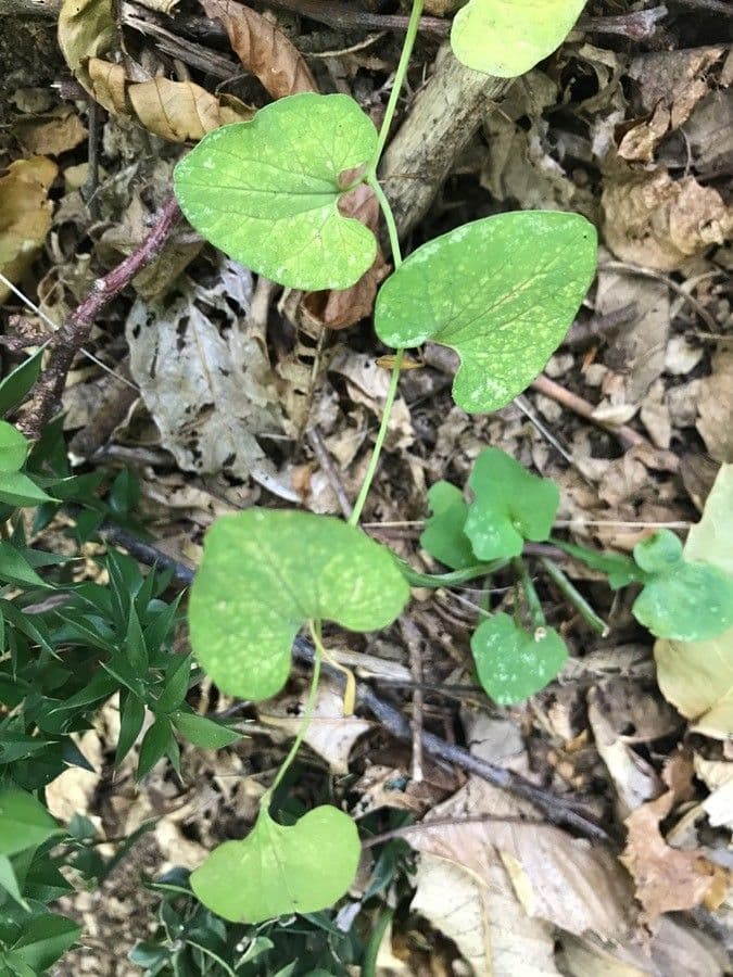 Aristolochia 9