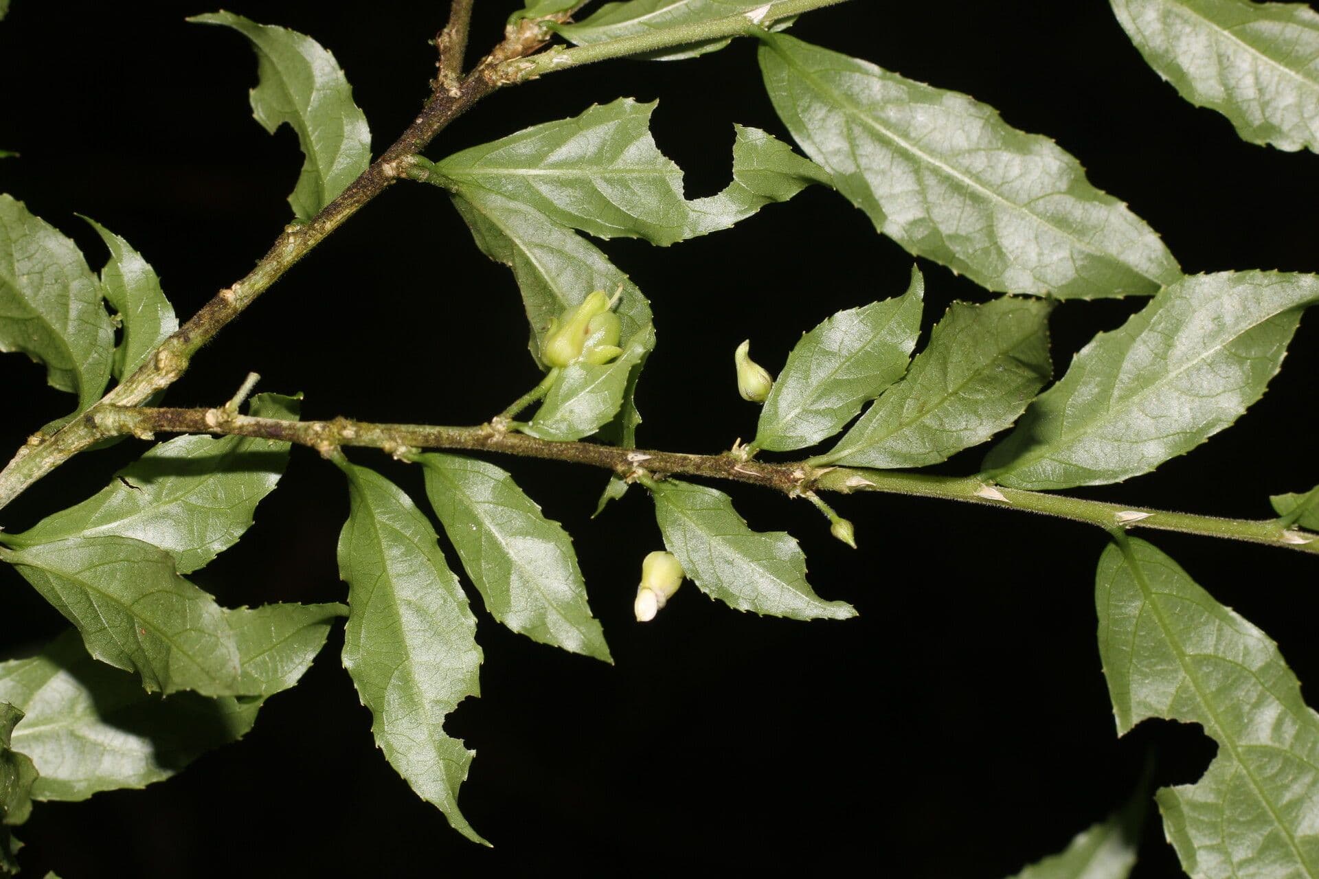 Hybanthus 3