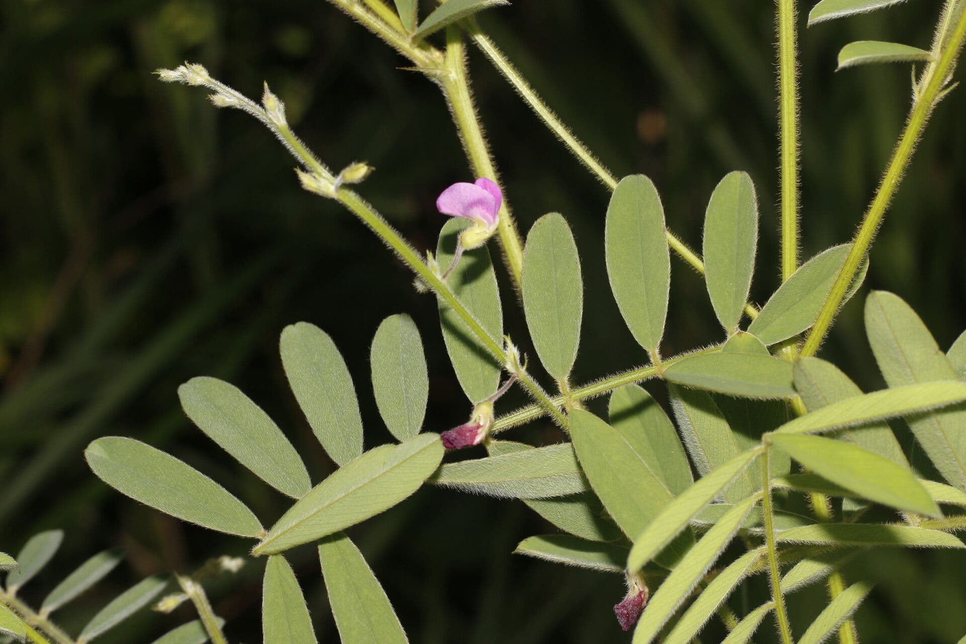 Tephrosia vicioides 10