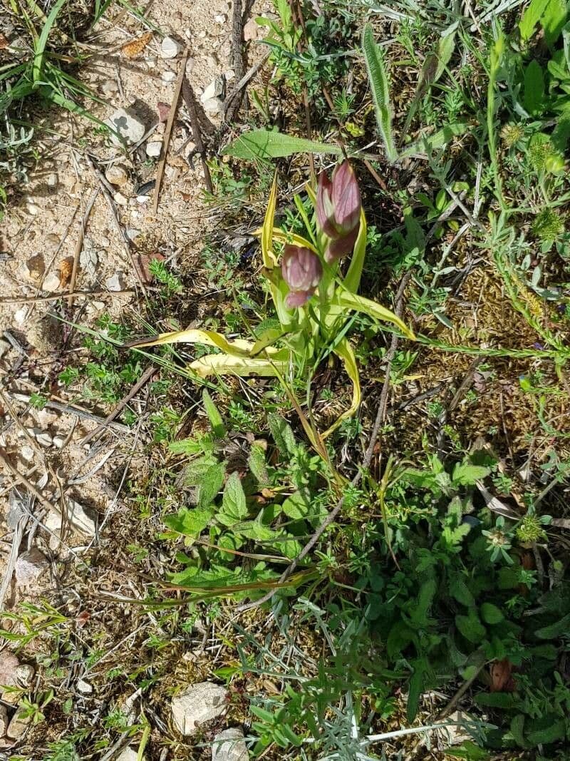 Serapias neglecta