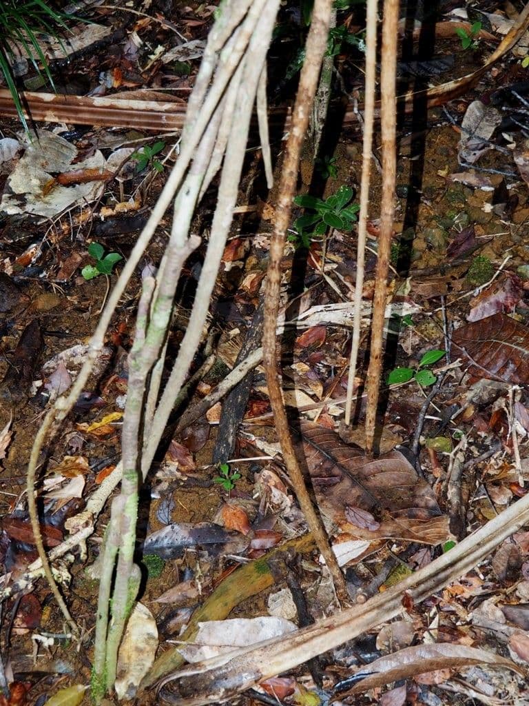 Pandanus 5