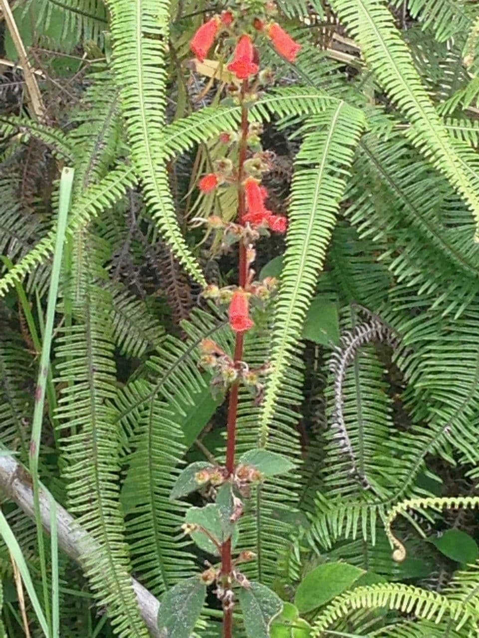Kohleria spicata 10