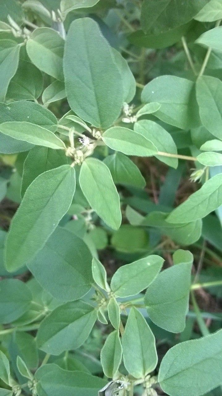 Croton monanthogynus 11