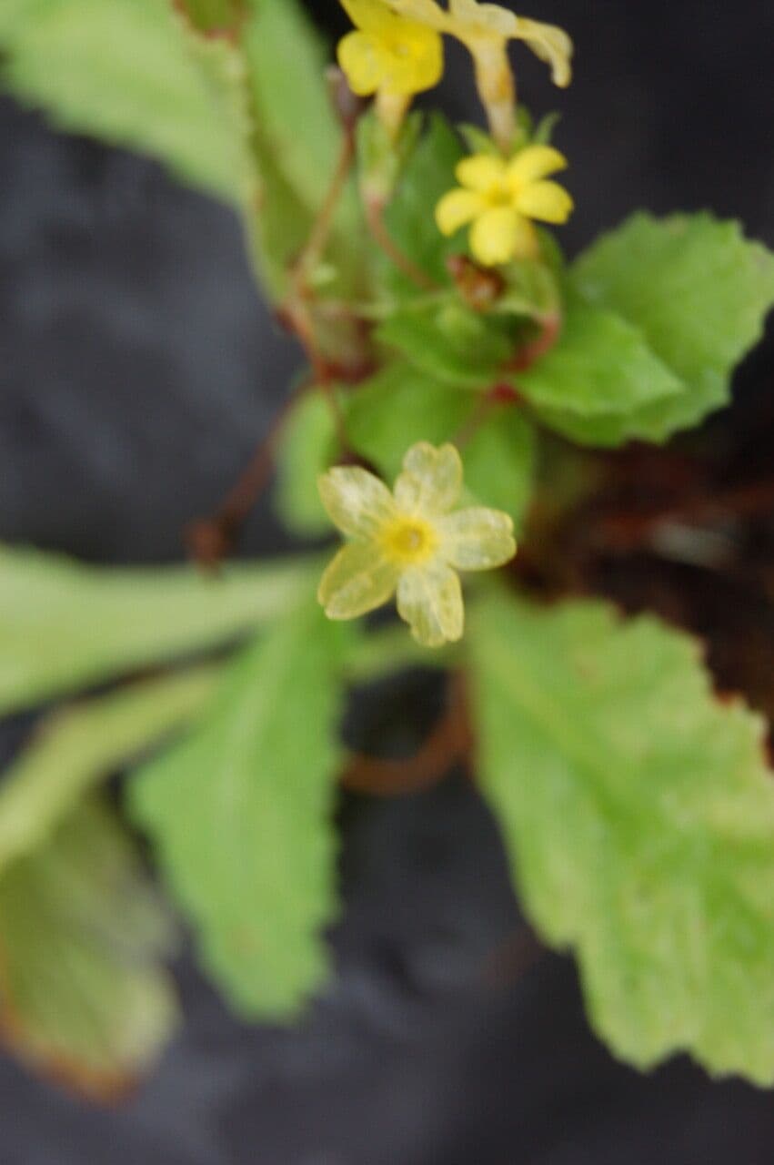 Primula