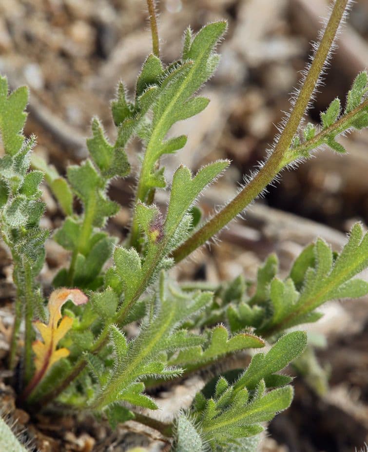 Tropidocarpum 12
