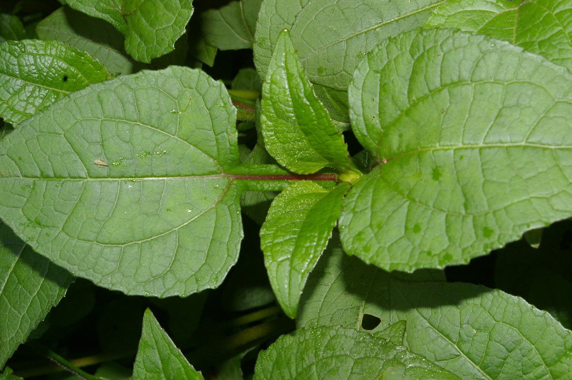 Sigesbeckia 5