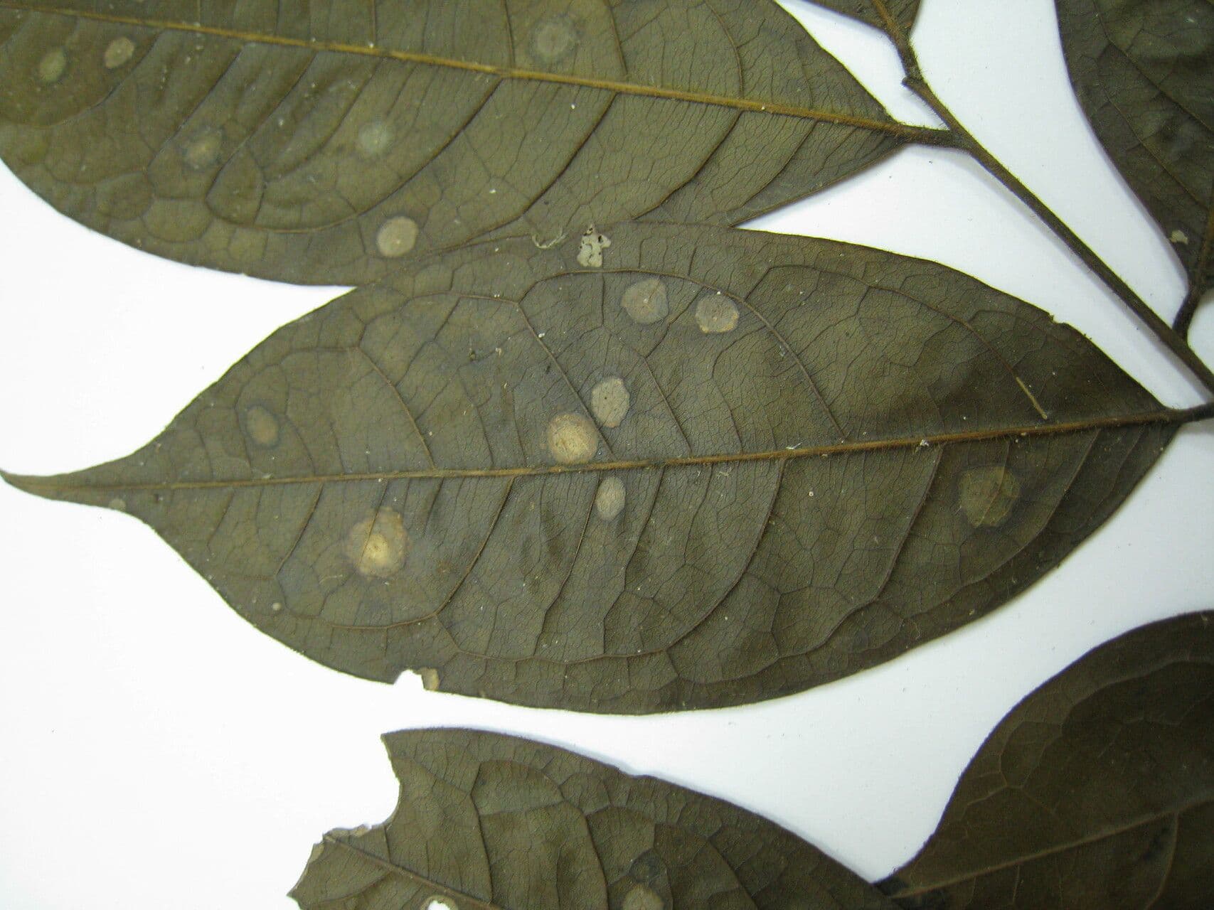 Melicoccus