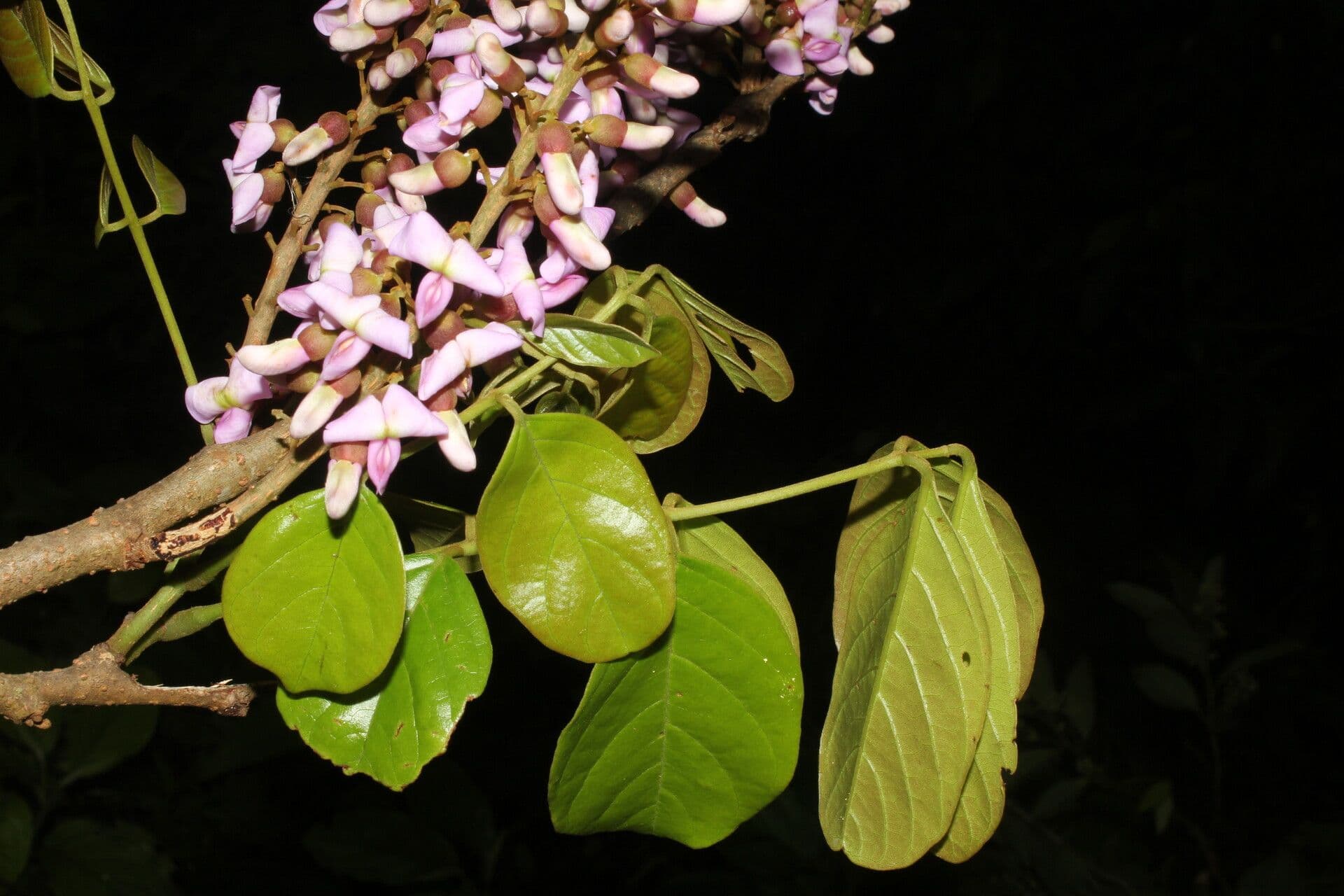 Lonchocarpus 5