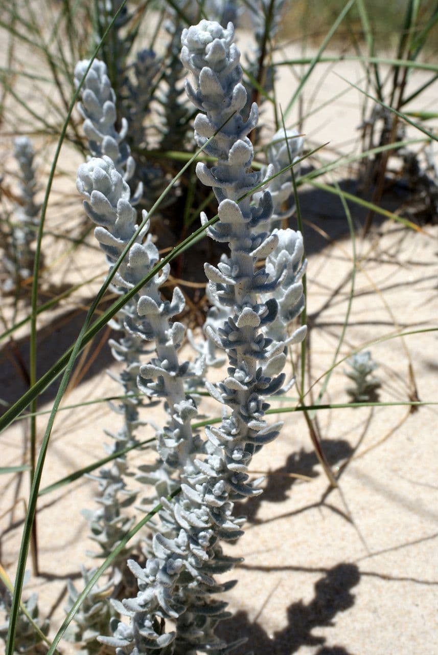 Achillea marittima 11