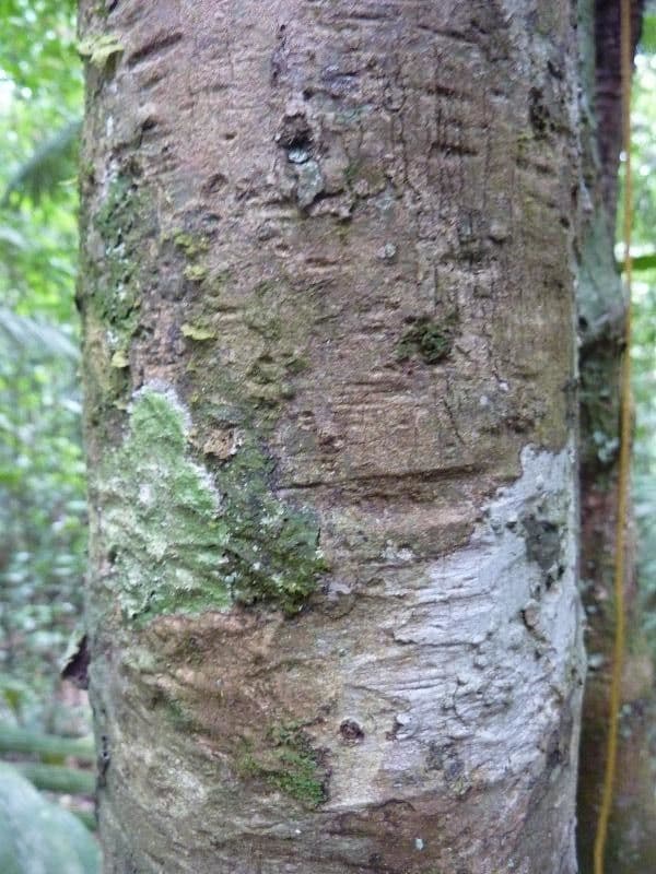 Eugenia 9