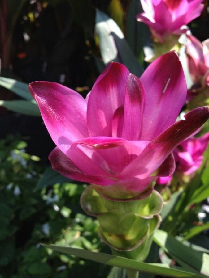 Curcuma 9