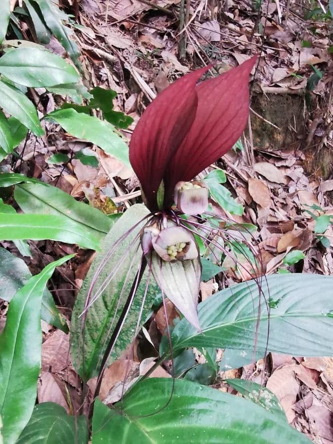 Tacca 10