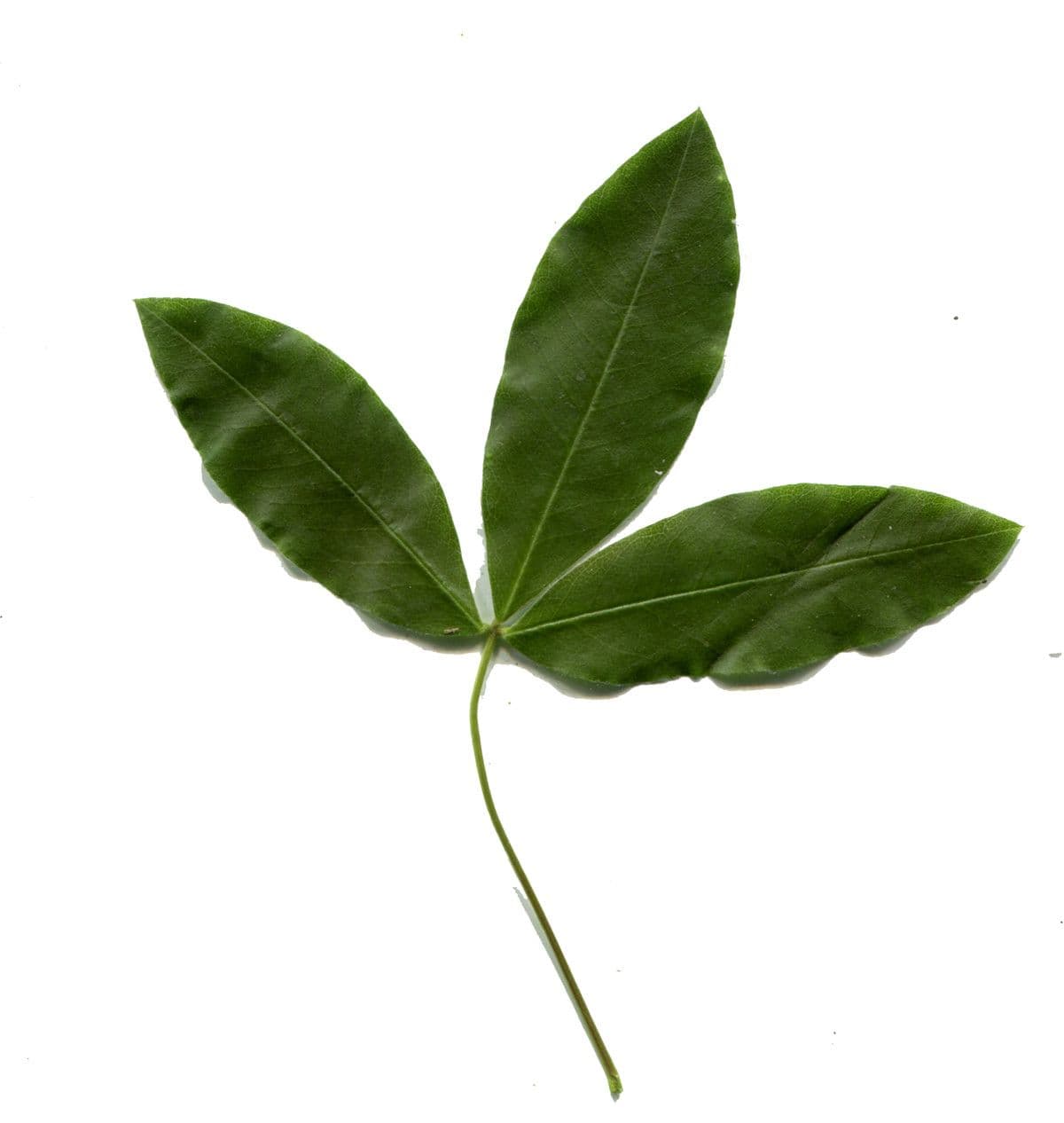 Maggiociondolo alpino 28