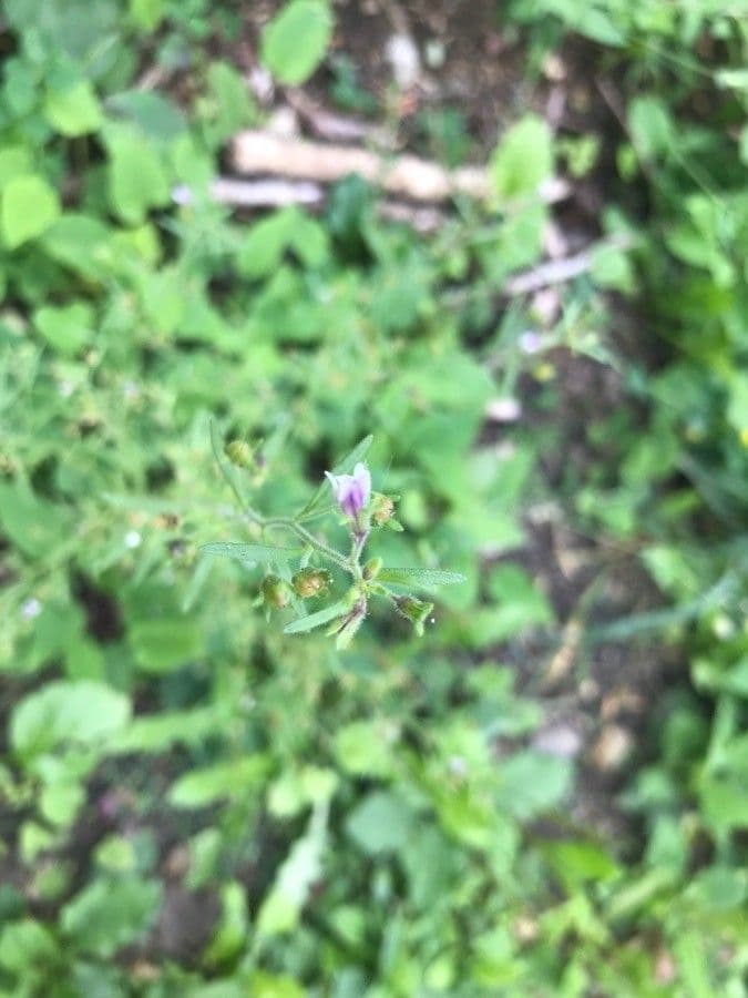Linaria minore 6