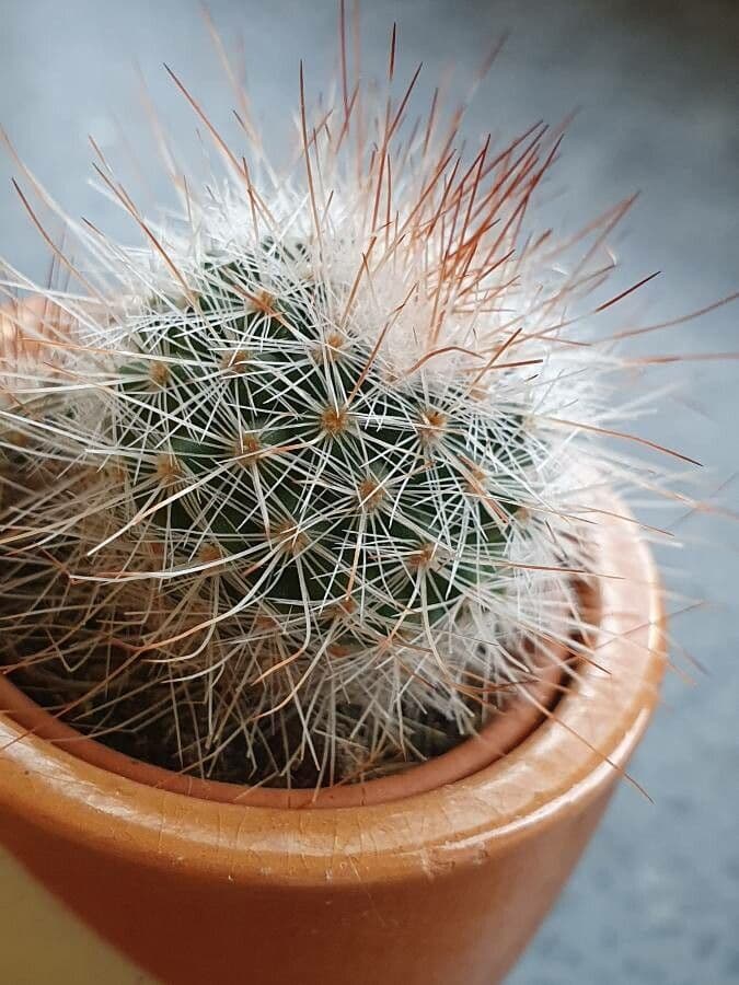 Echinocereus 18