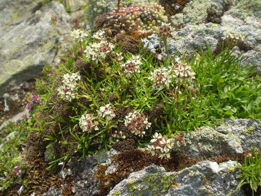 Saponaria gialla 11