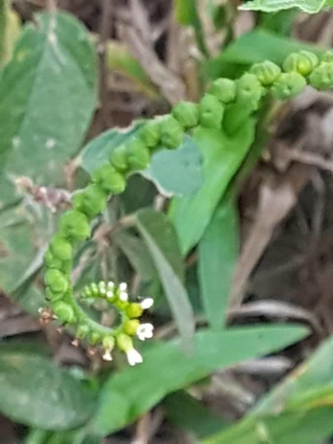 Eliciotropio angiospermo 2