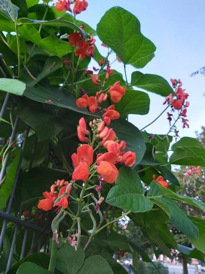 Runner bean 7