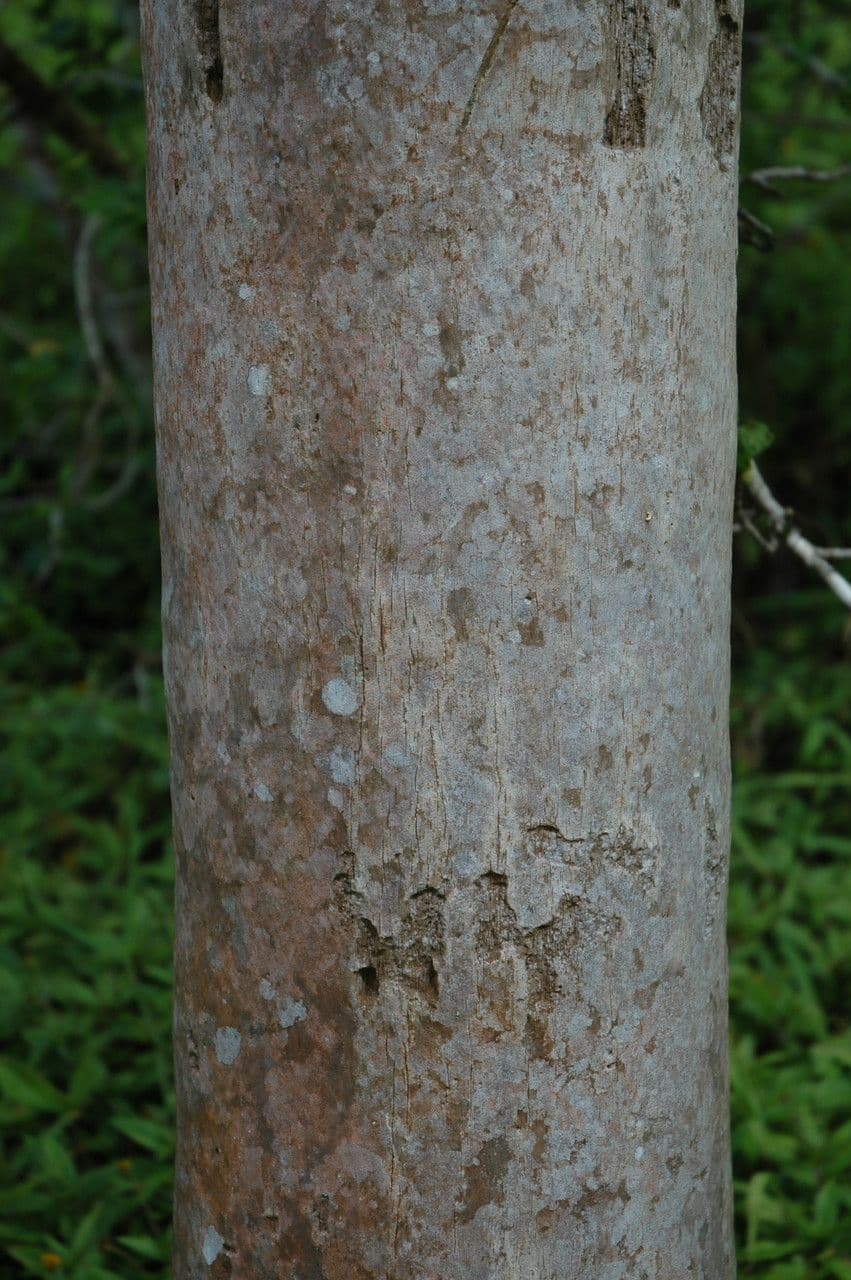Pritchardia 8