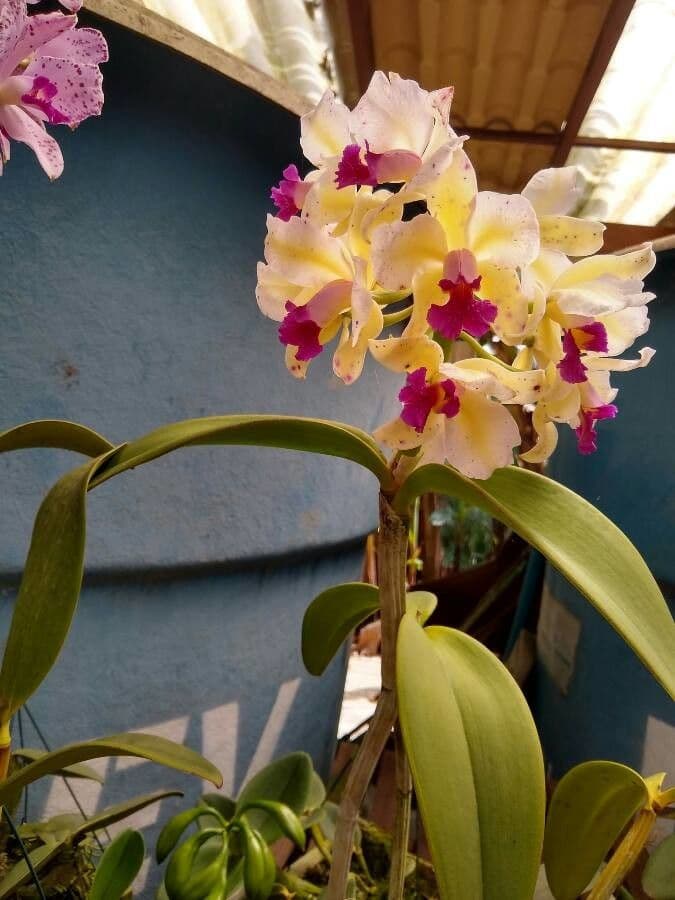 Cattleya 5