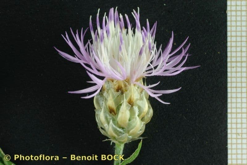 Weiße Flockenblume 4