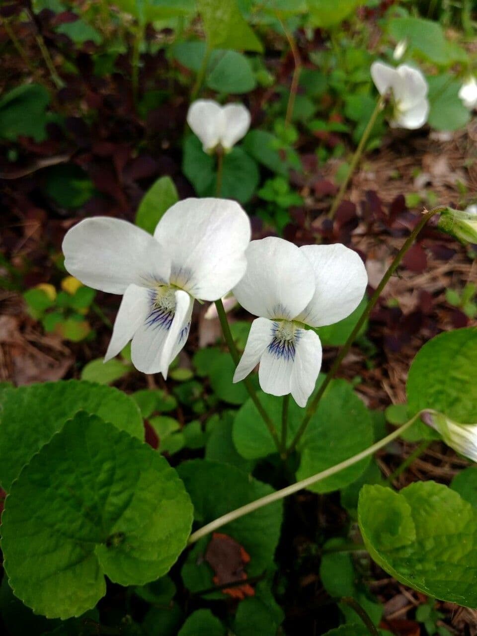 Weiße Waldveilchen 6