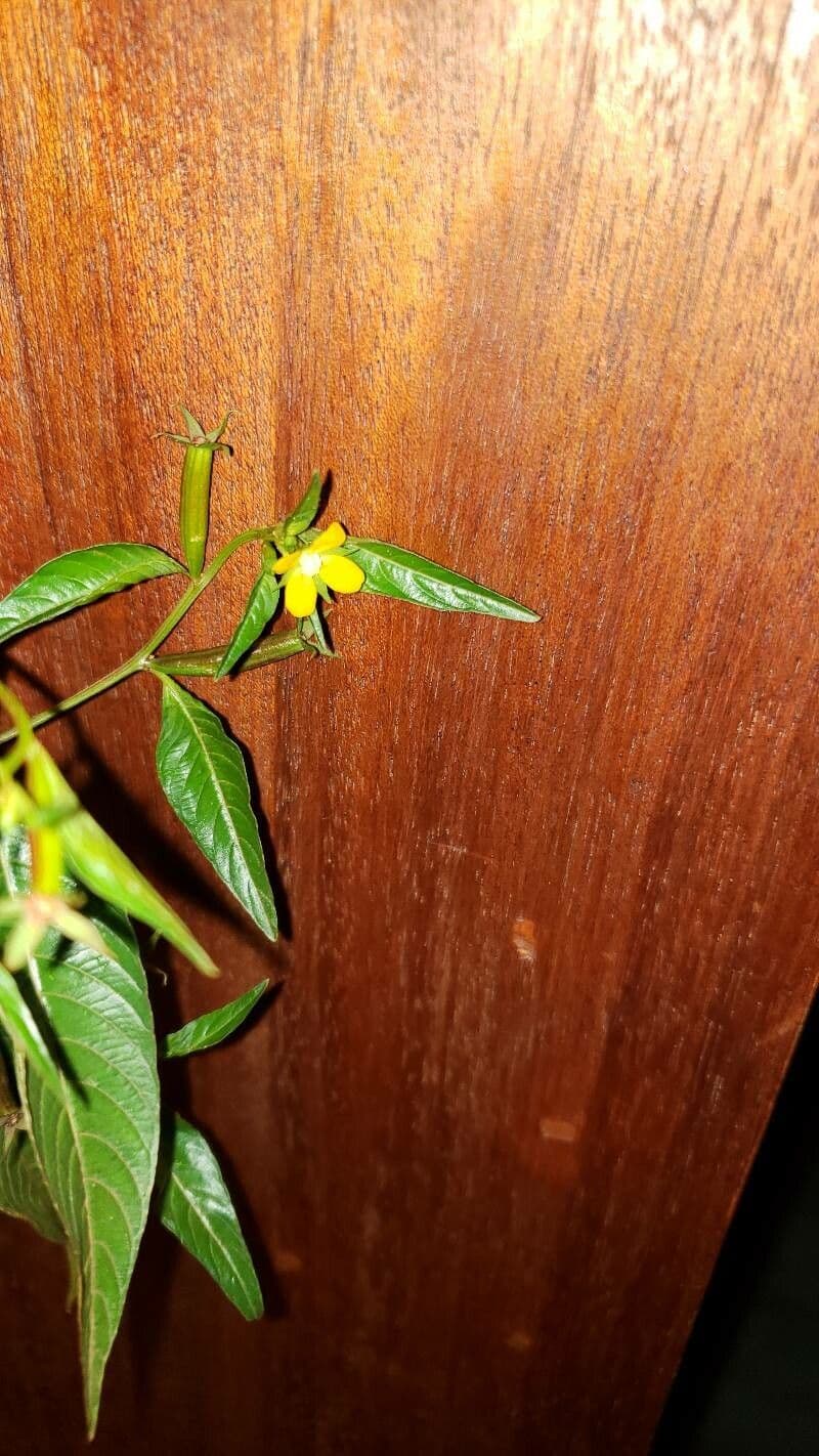 Ludwigia 6
