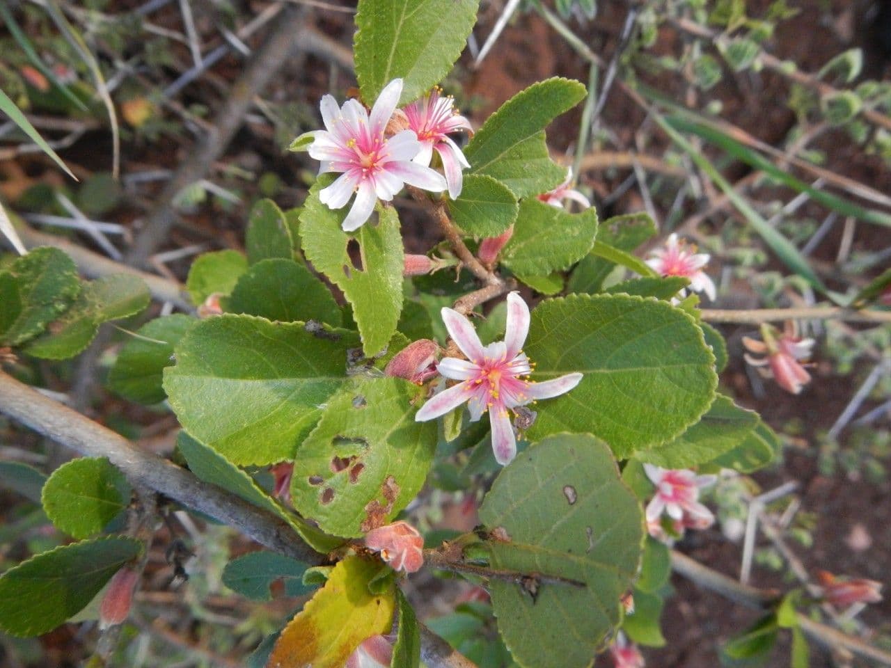 Grewia 21