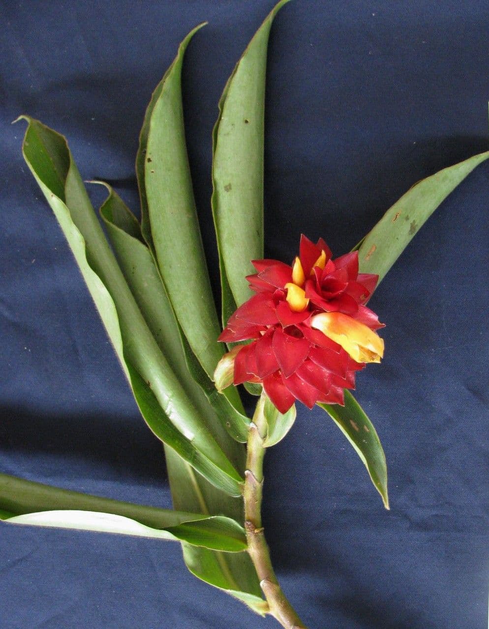 Costus 7