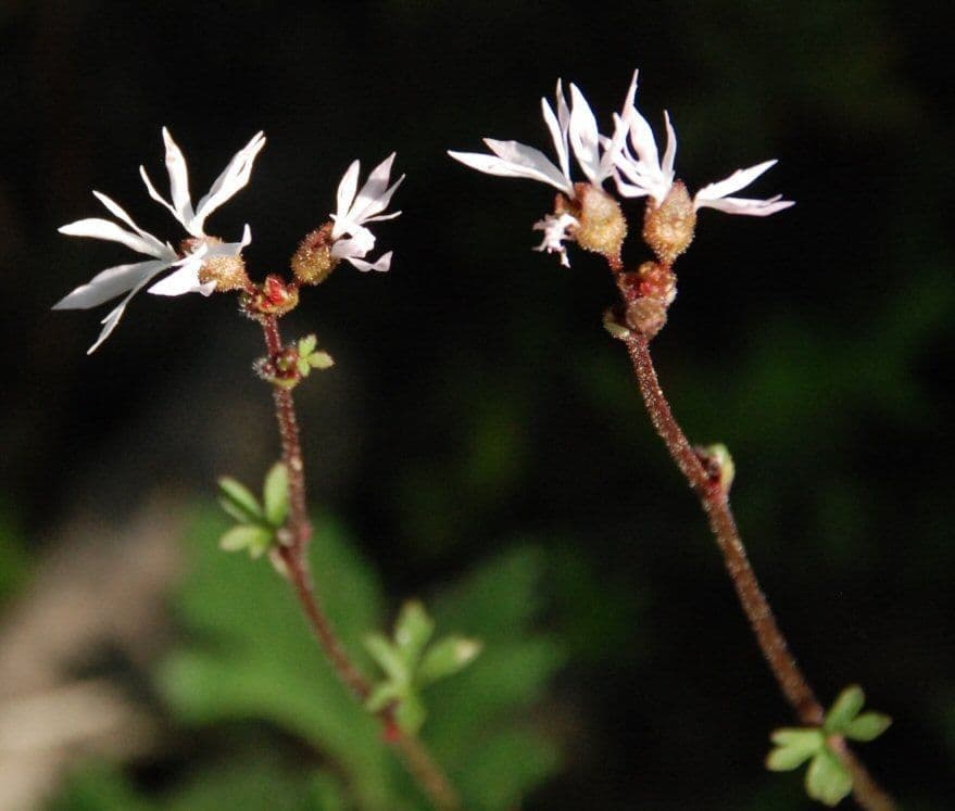 Lithophragma 7