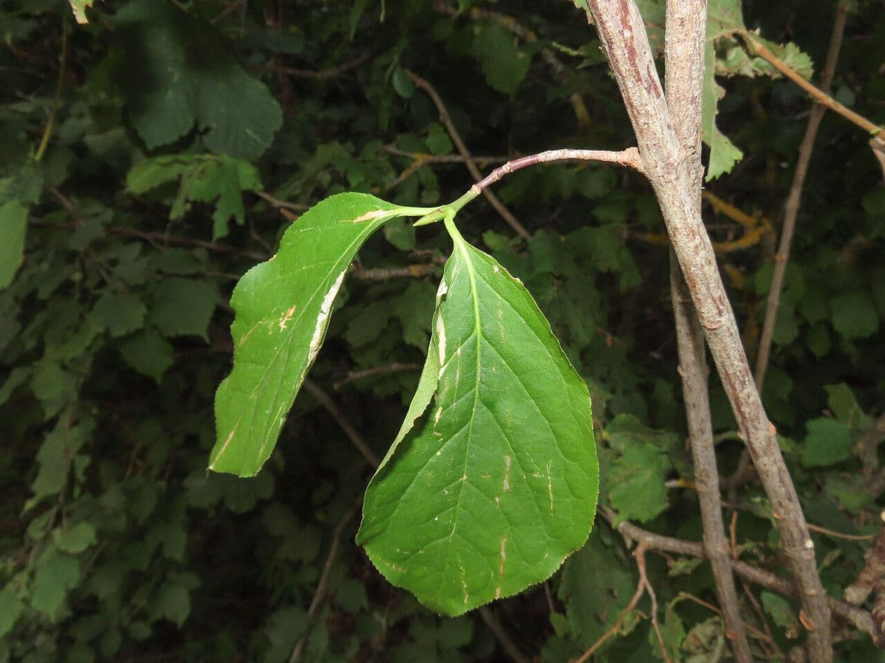 Fusain à larges feuilles 17