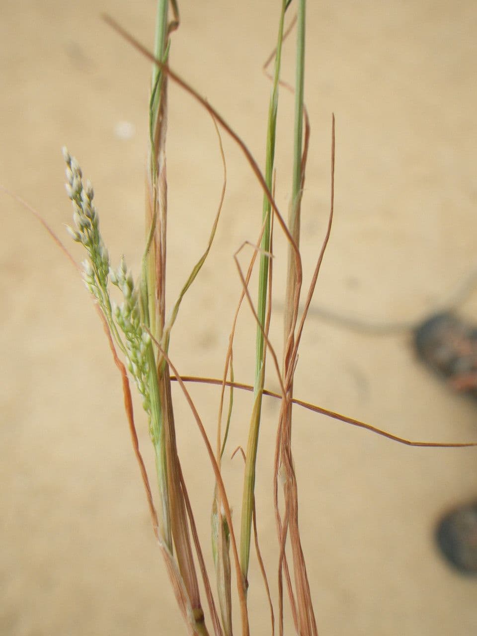 Aira cupaniana 13