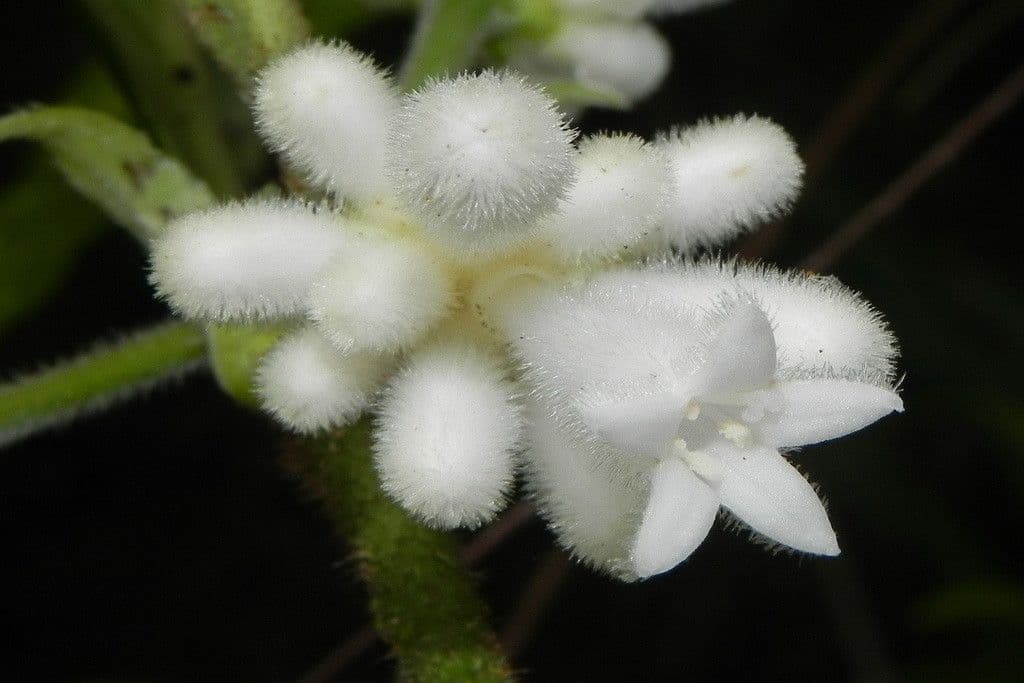 Psychotria 2