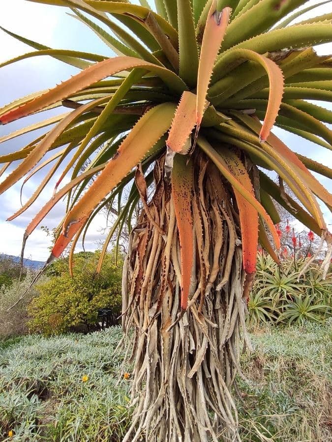 Aloe 6