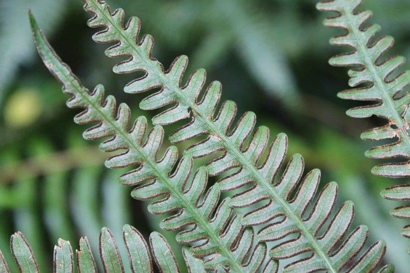 Pteris linearis 7
