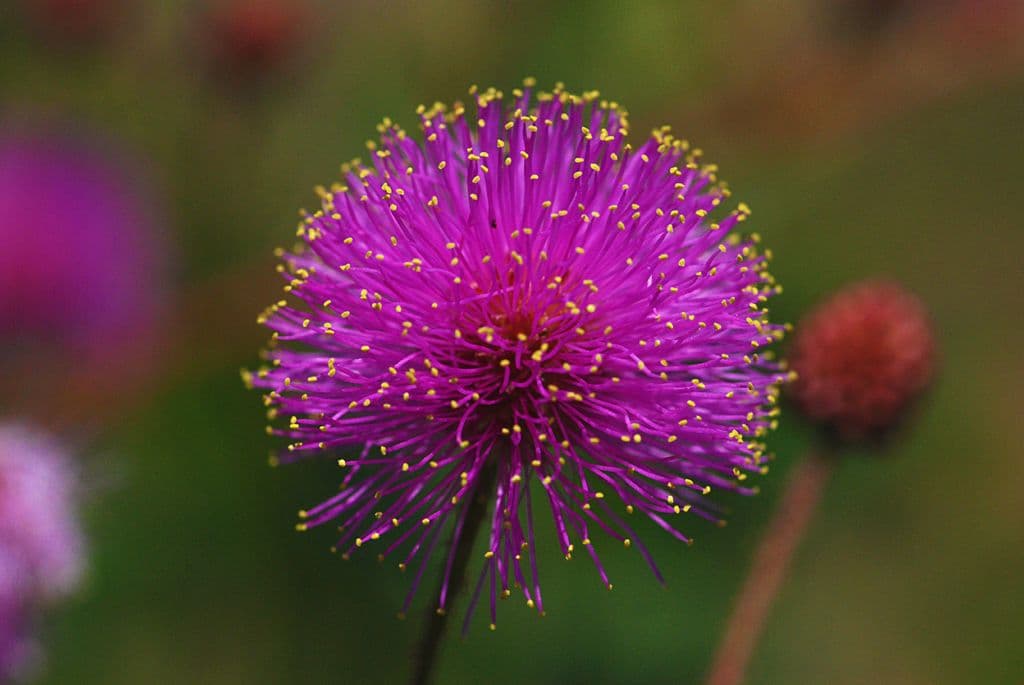 Mimosa quadrivalvis 5
